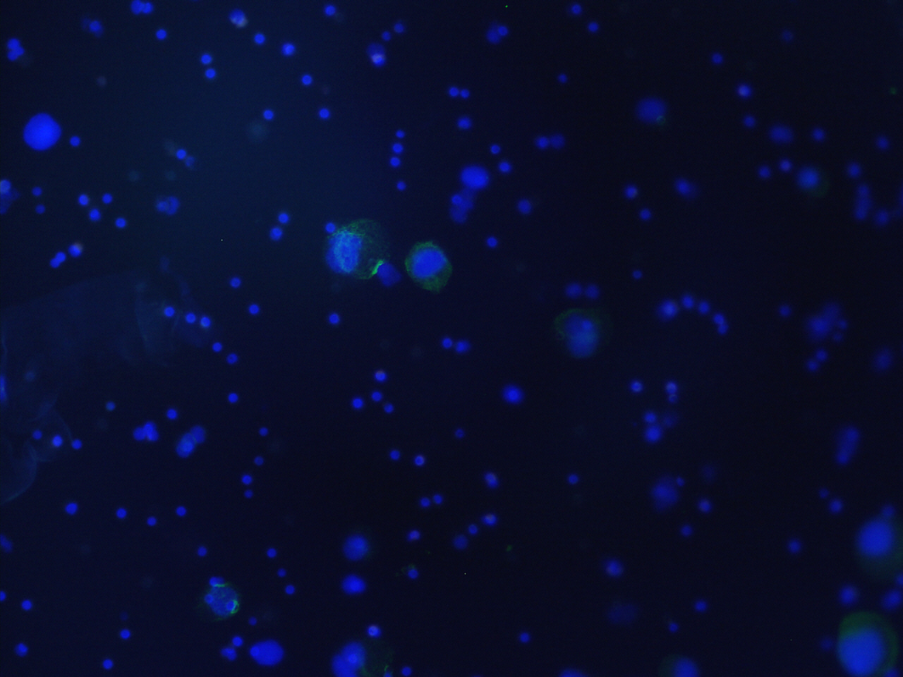 immunofluorescence staining