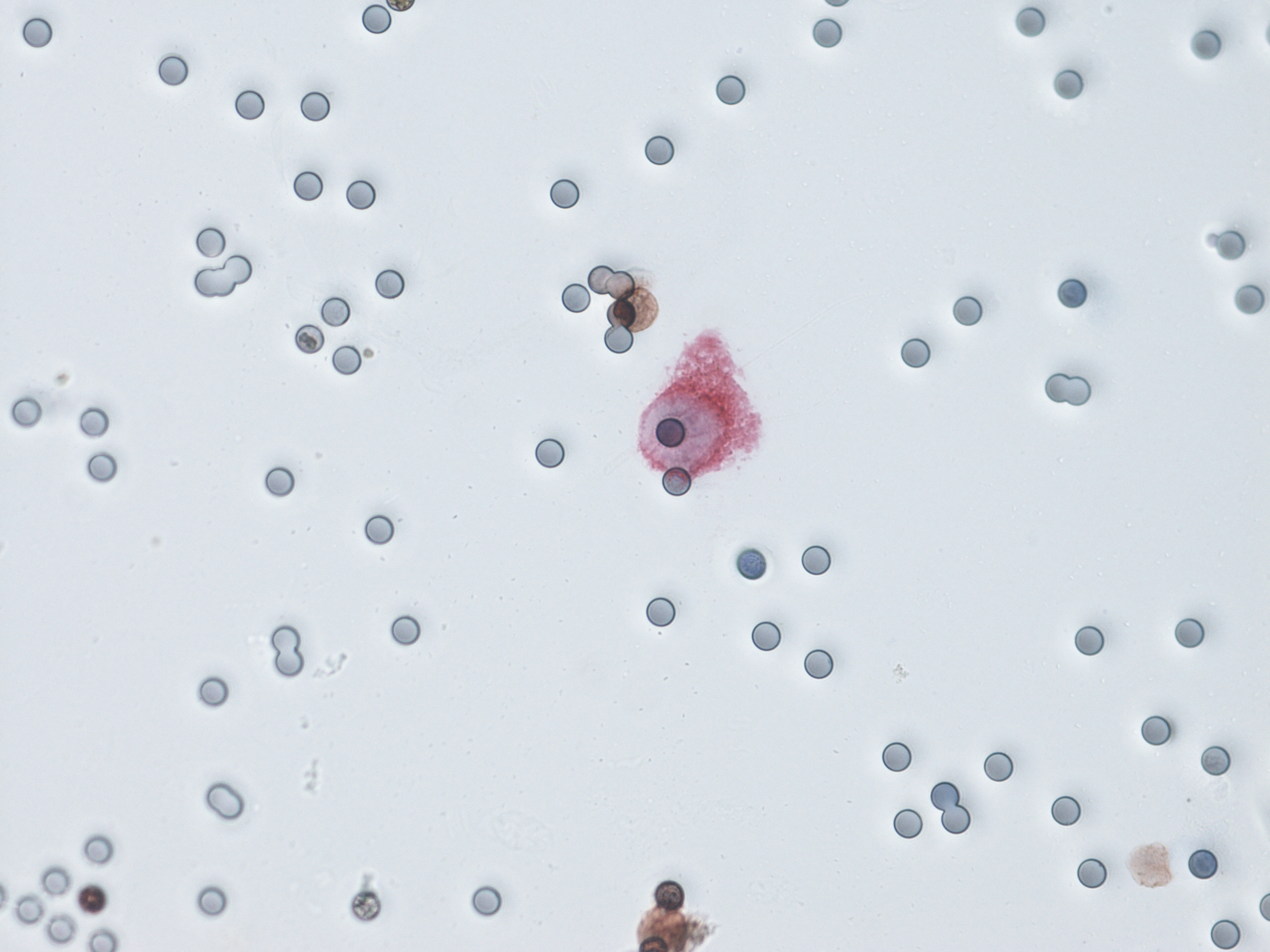 21AA1800_ligné+LT_02062022