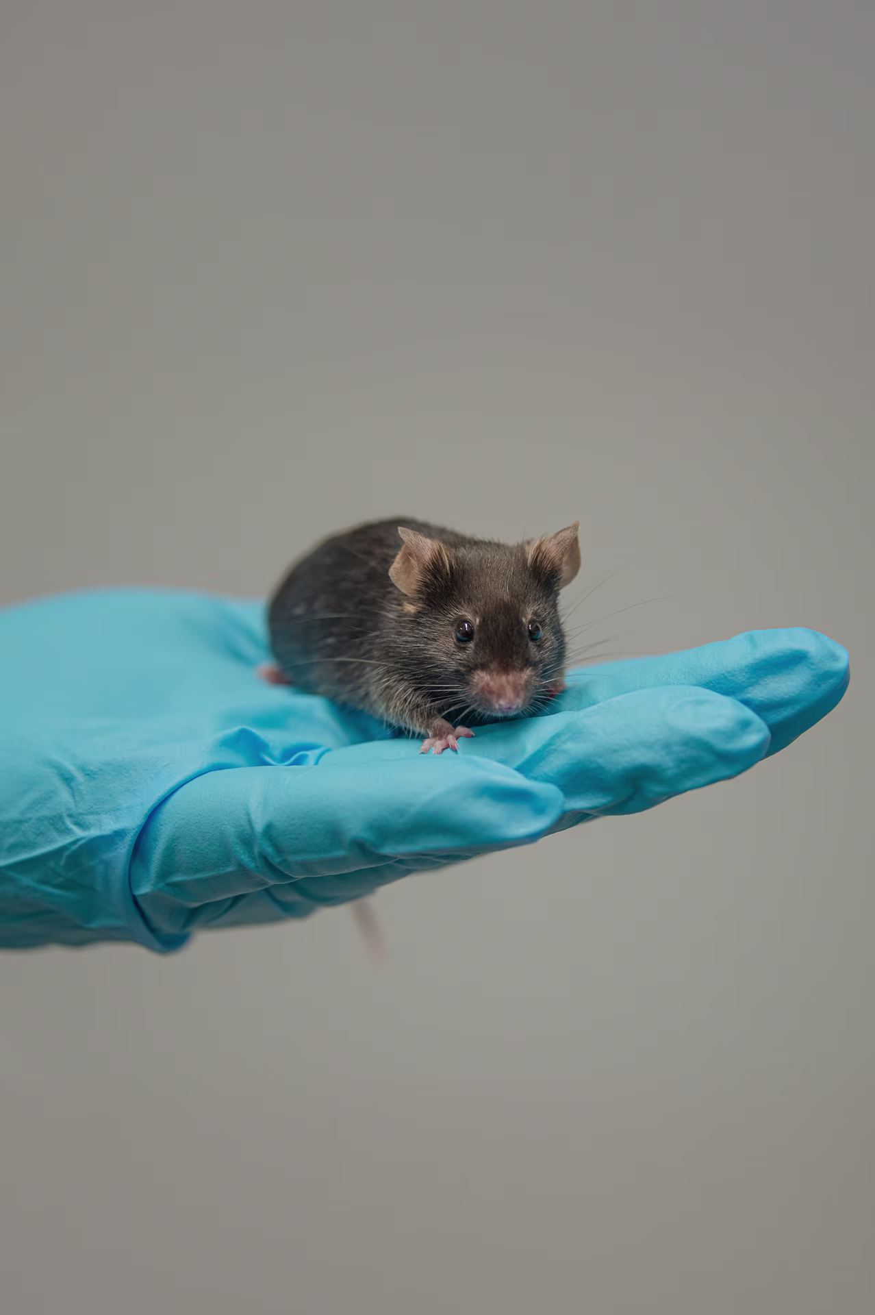 Modèle murin de laboratoire laboratory mouse model